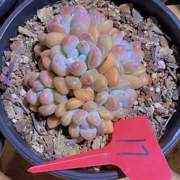 这么久不回来也没什么