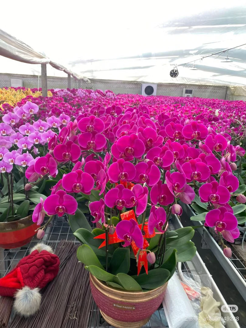 [组盆大辣椒] 蝴蝶兰年宵花90朵左右山东专车配送上新