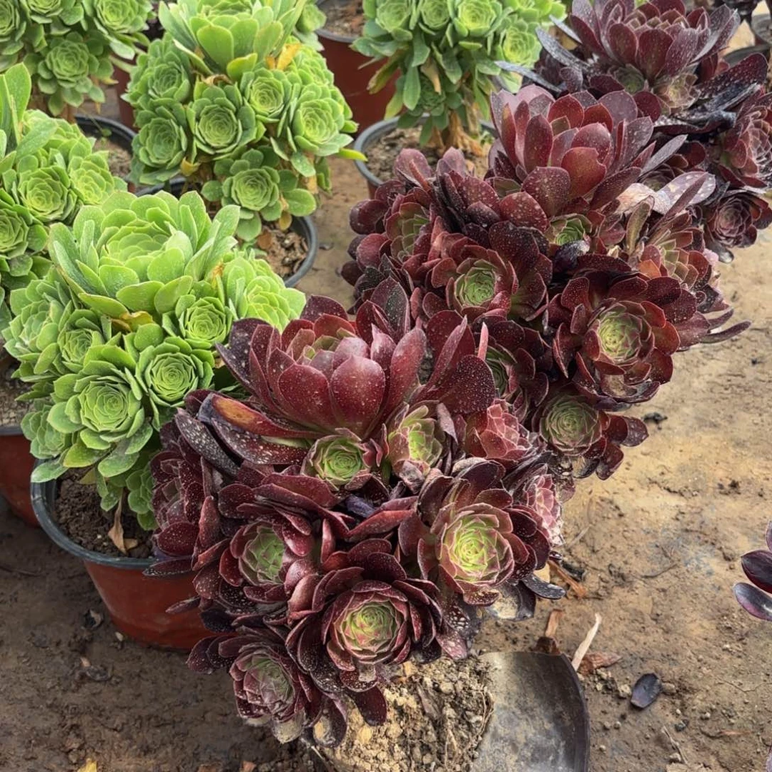 黑玫瑰9.9法师多肉嫩田庄