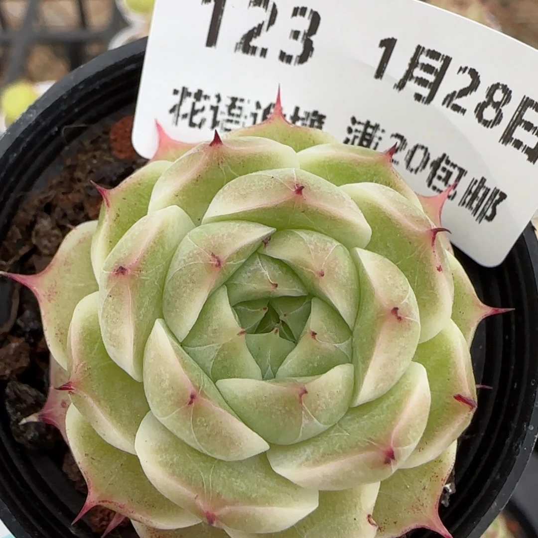 花语逸镜0128-123