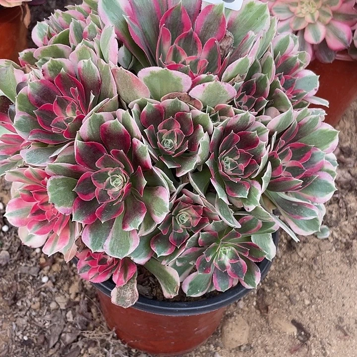 673妖月多肉植物的