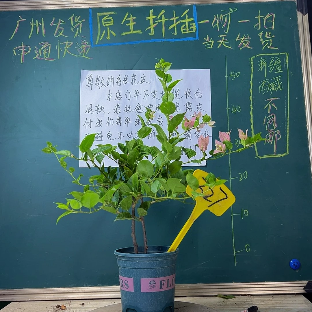 当前无花栽培后可以开花双杆绿叶米罗327