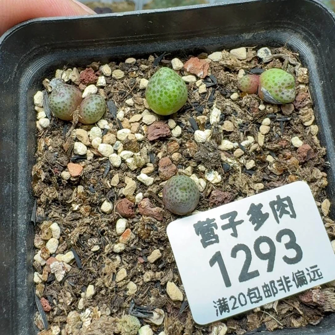 带盆土