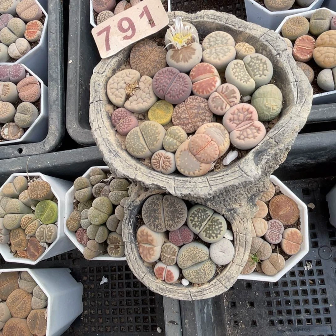 生石花一盆791.生石花