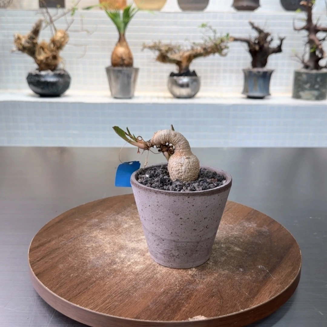 小樱花大戟一物一拍
