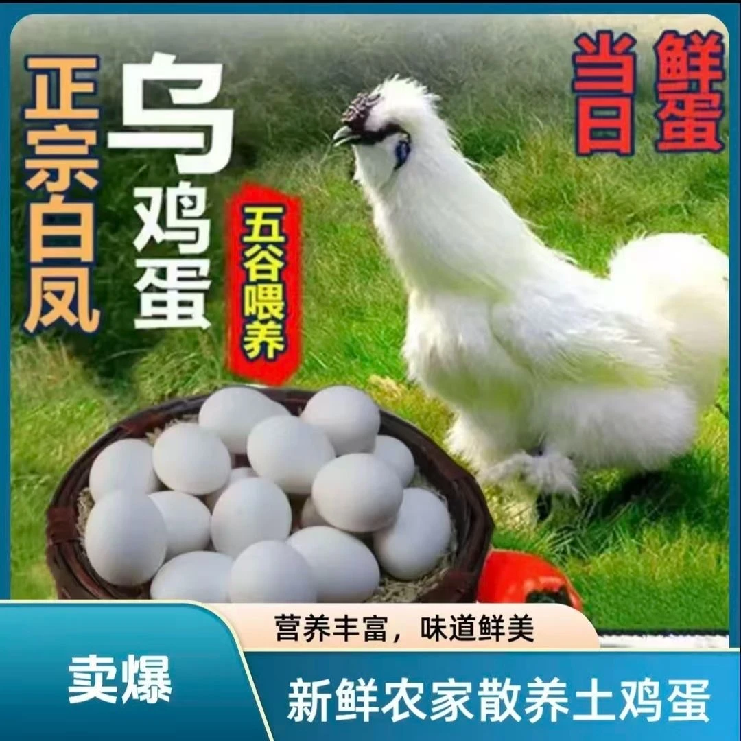 正宗农家散养白凤乌鸡蛋 现捡现发自产自销土鸡蛋-能试吃10个-白