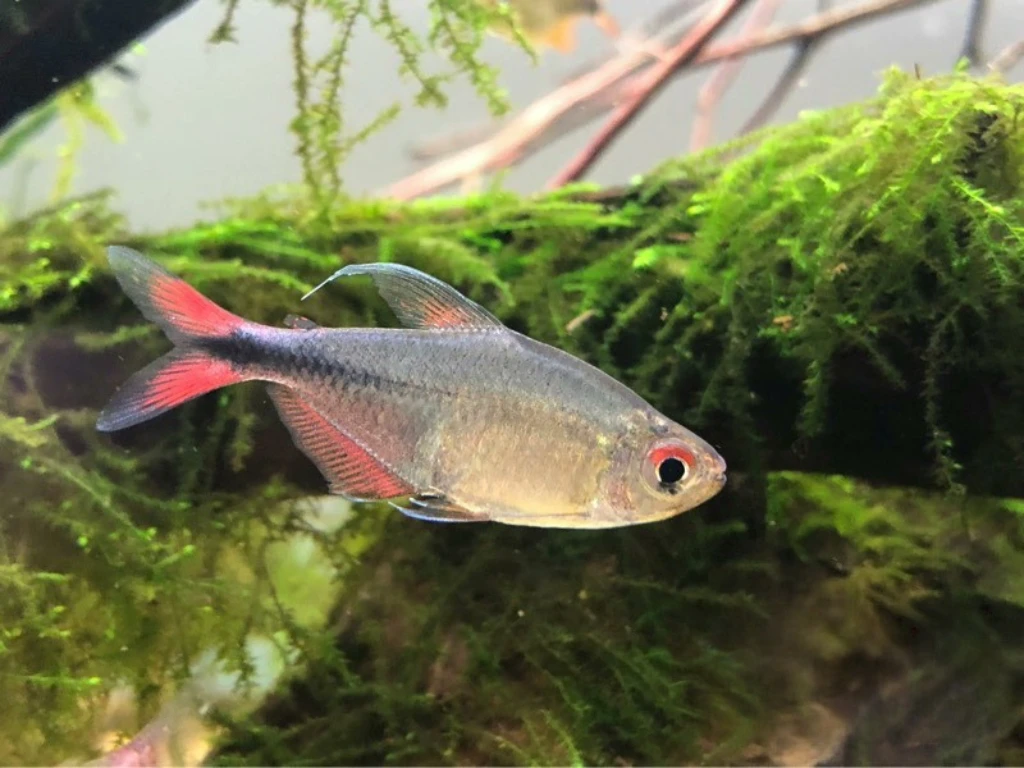 红尾银勾 银钩旗鱼 南美高端灯科淡水草缸群游观赏热带鱼