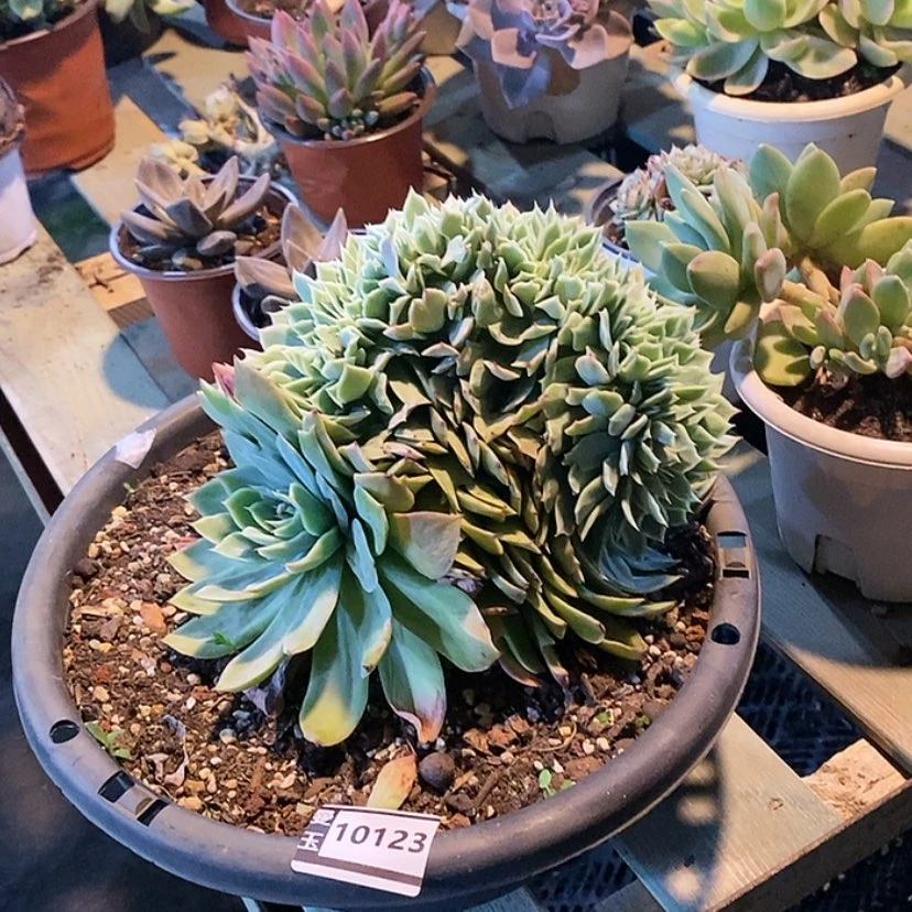 【闪购商品】乔伊缀10123