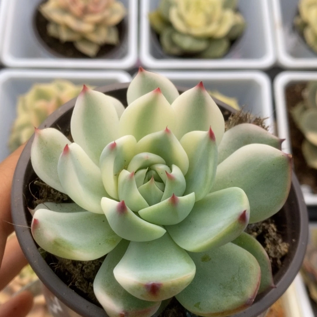 564锦锦锦锦锦锦锦