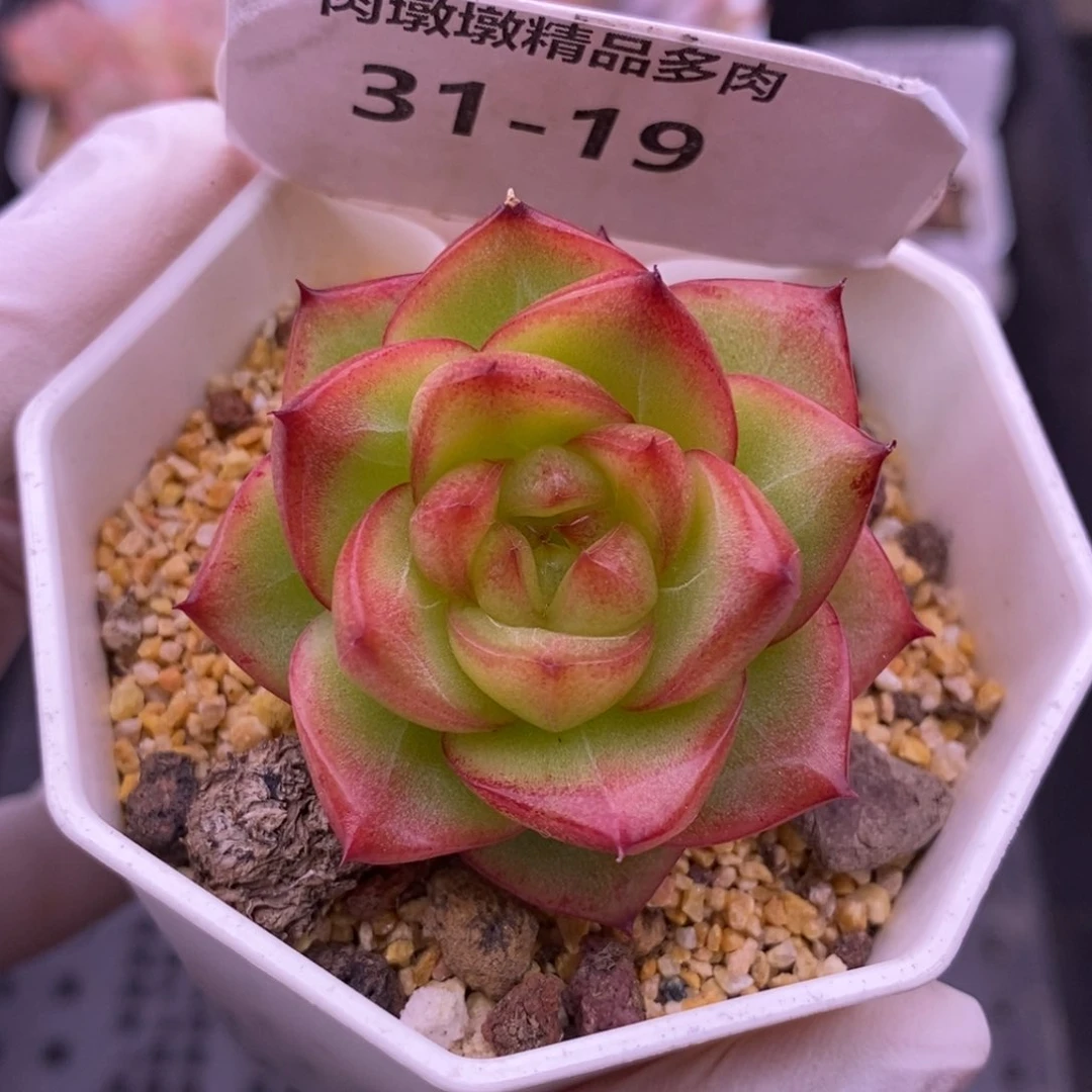 【闪购商品】31-19白月光珍妮