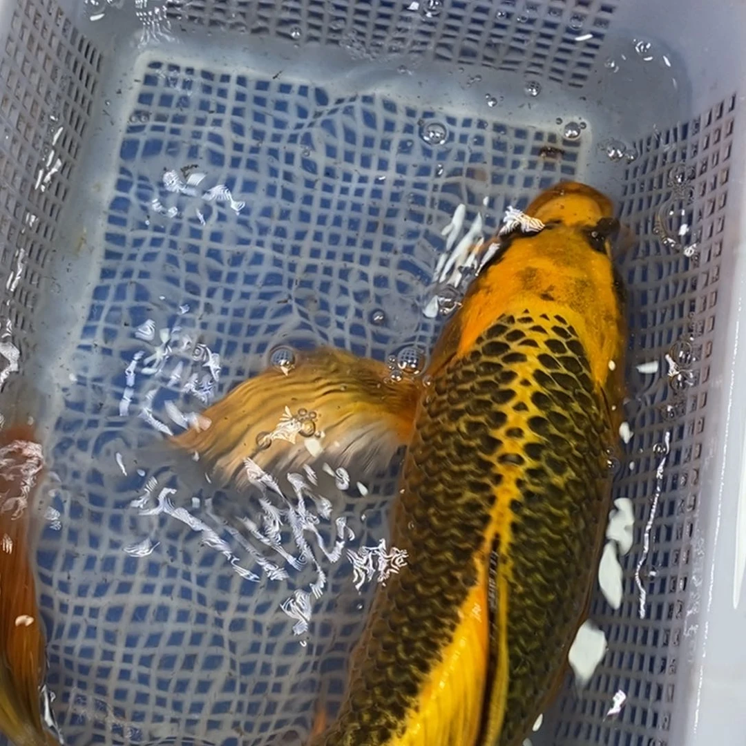 锦鲤冷水锦鲤包邮