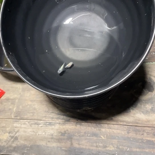 青鳉鱼海王星球观背青鳉