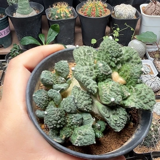 无花朵哥斯拉牡丹群自根带盆发货