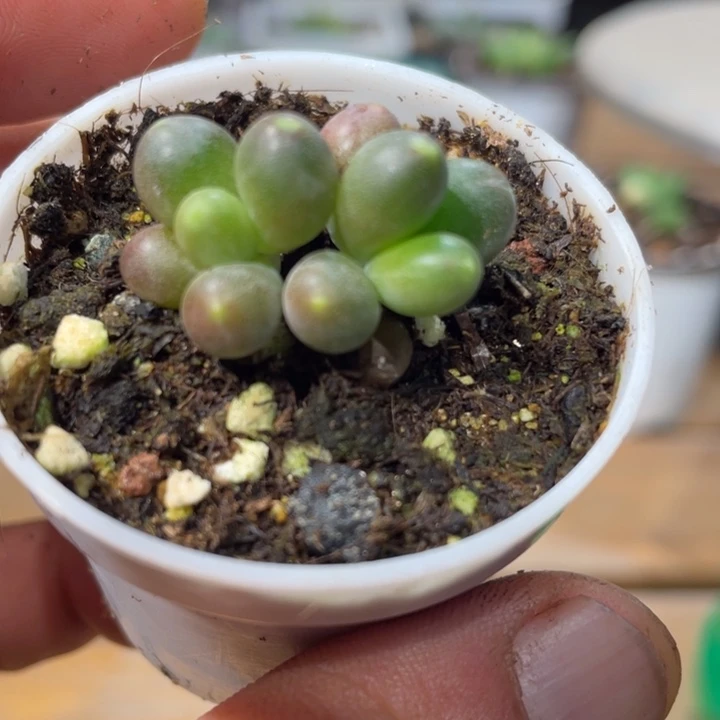 小青芒424号的多肉啊啊
