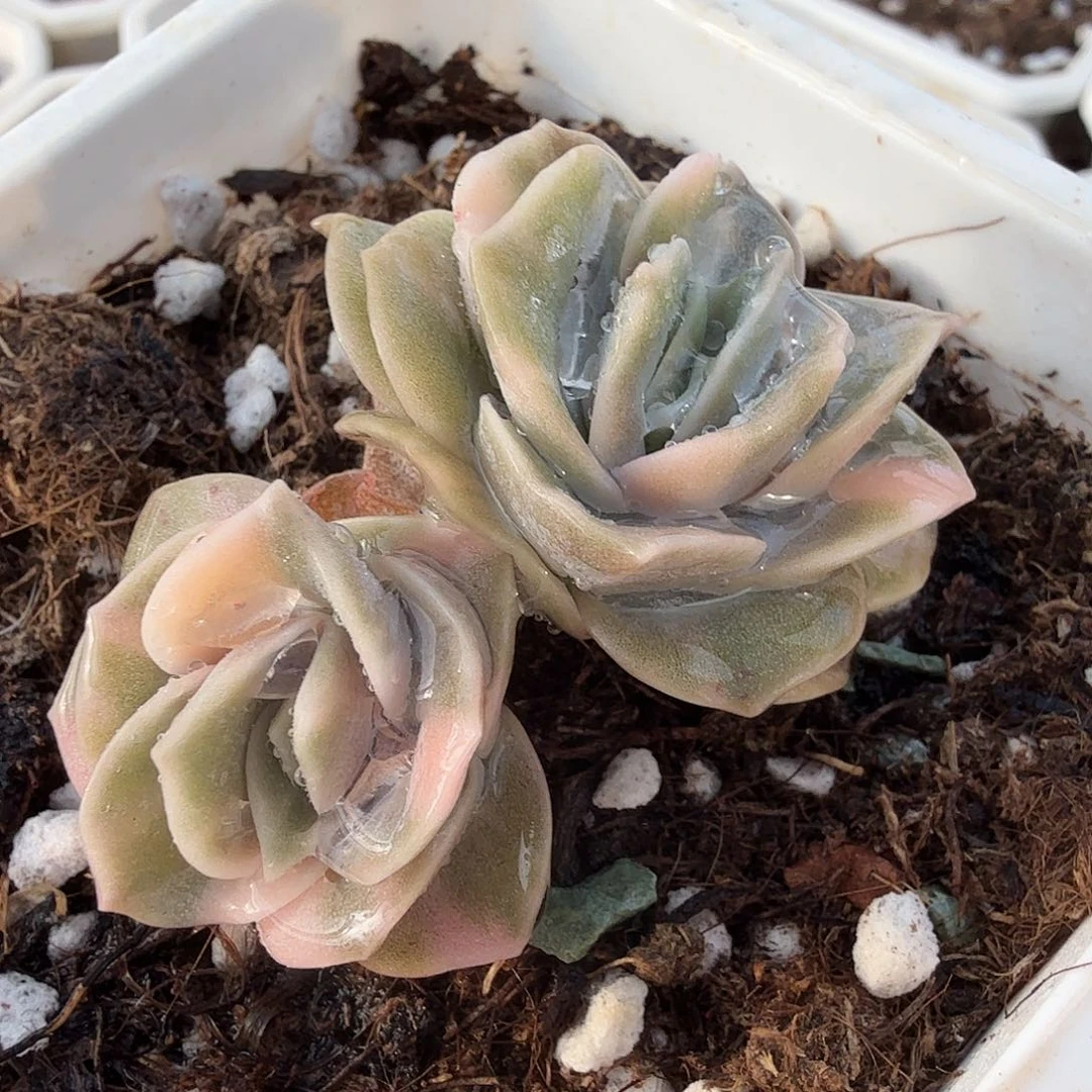 可爱玫瑰锦，多肉植物