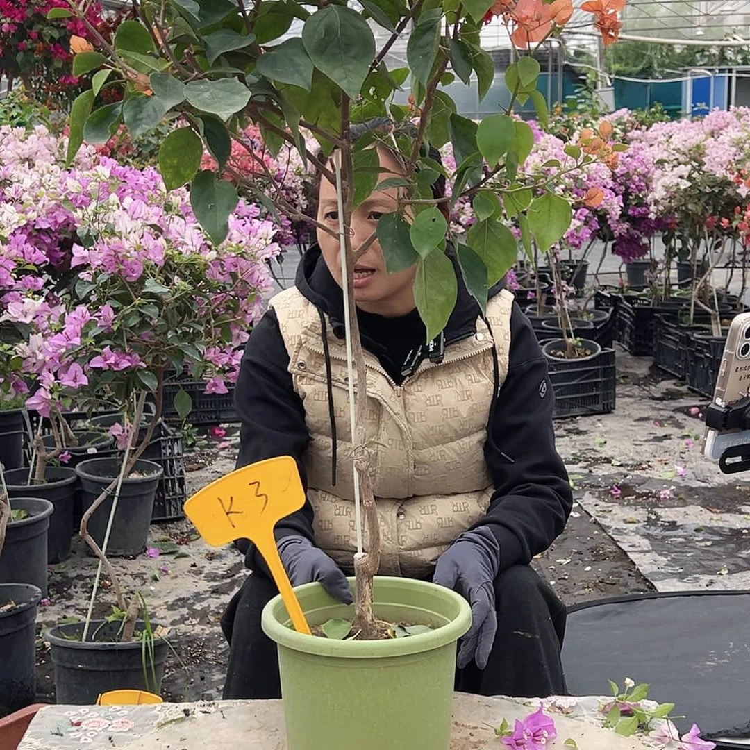 ****️大部分花苞少量开放K3波妹