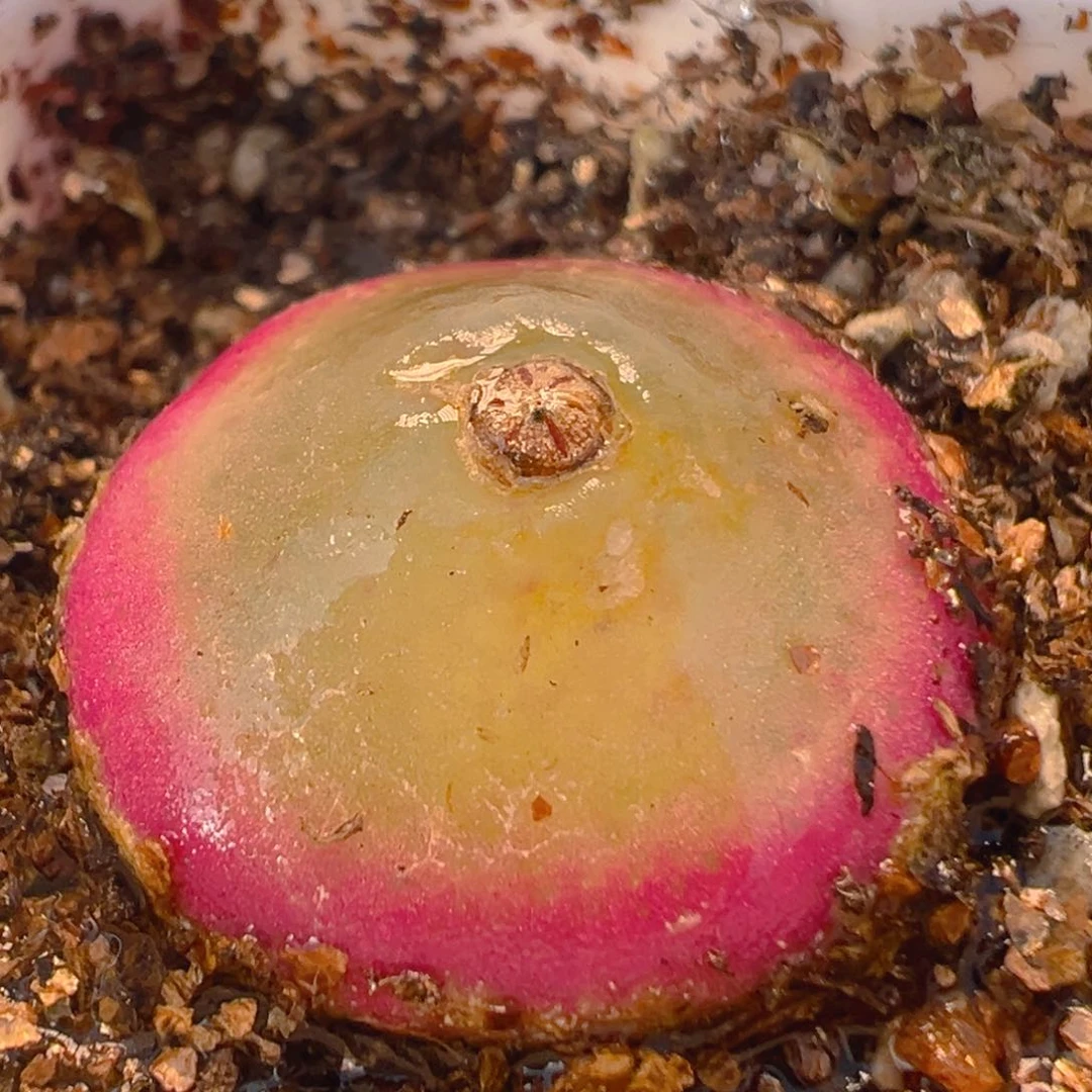 56多肉植物百科知识