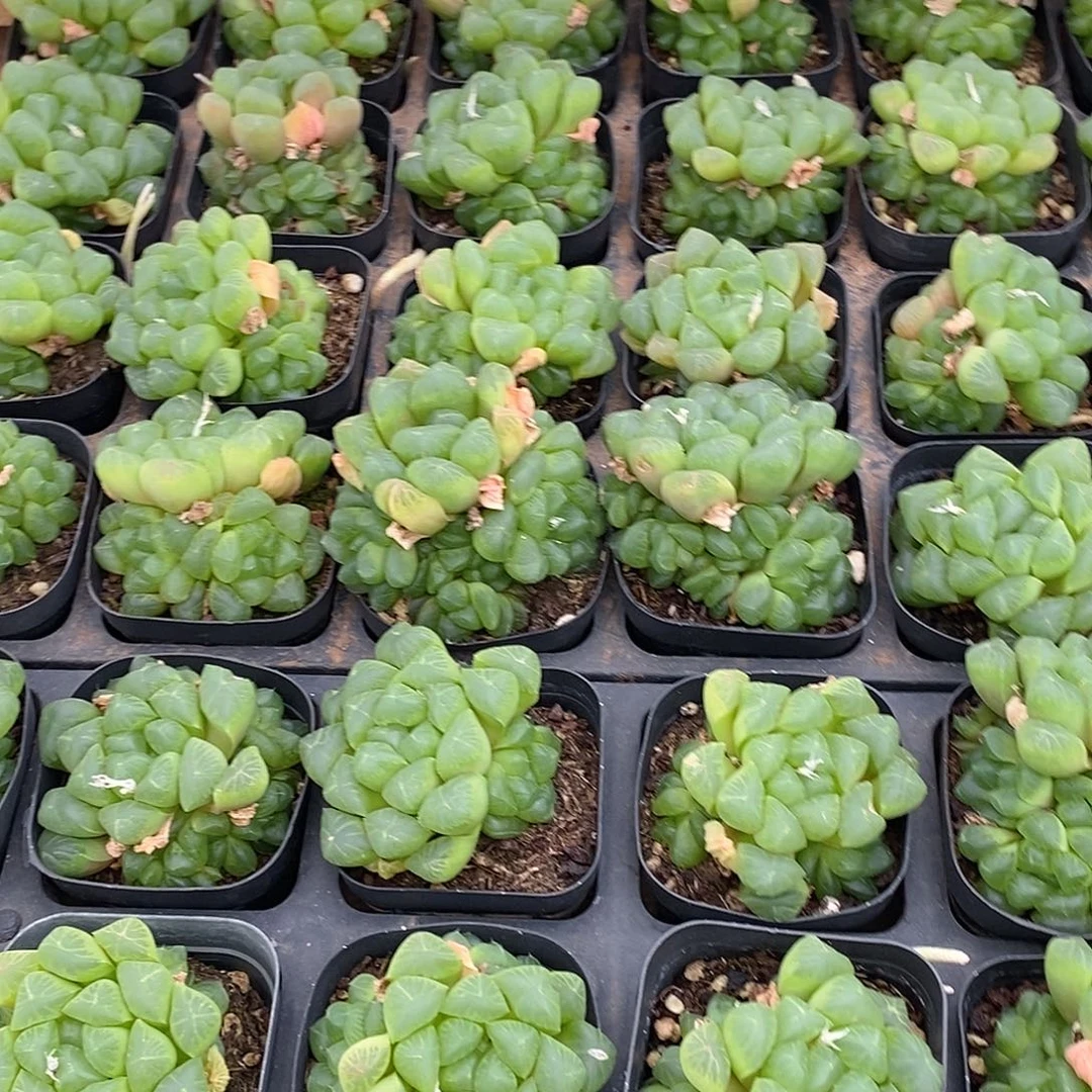 金汇园艺，48姬玉露