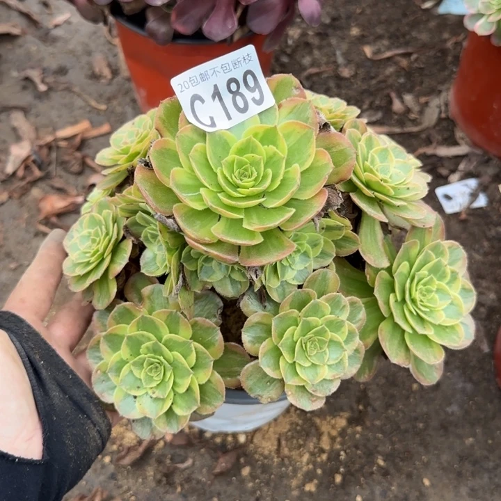 火狐……多肉植物……
