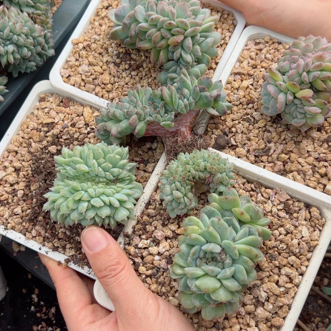 小*朵新年快乐新年快乐