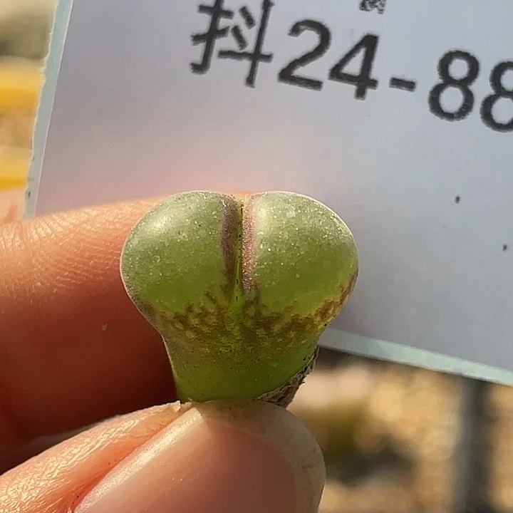 24-88粉女多肉植物