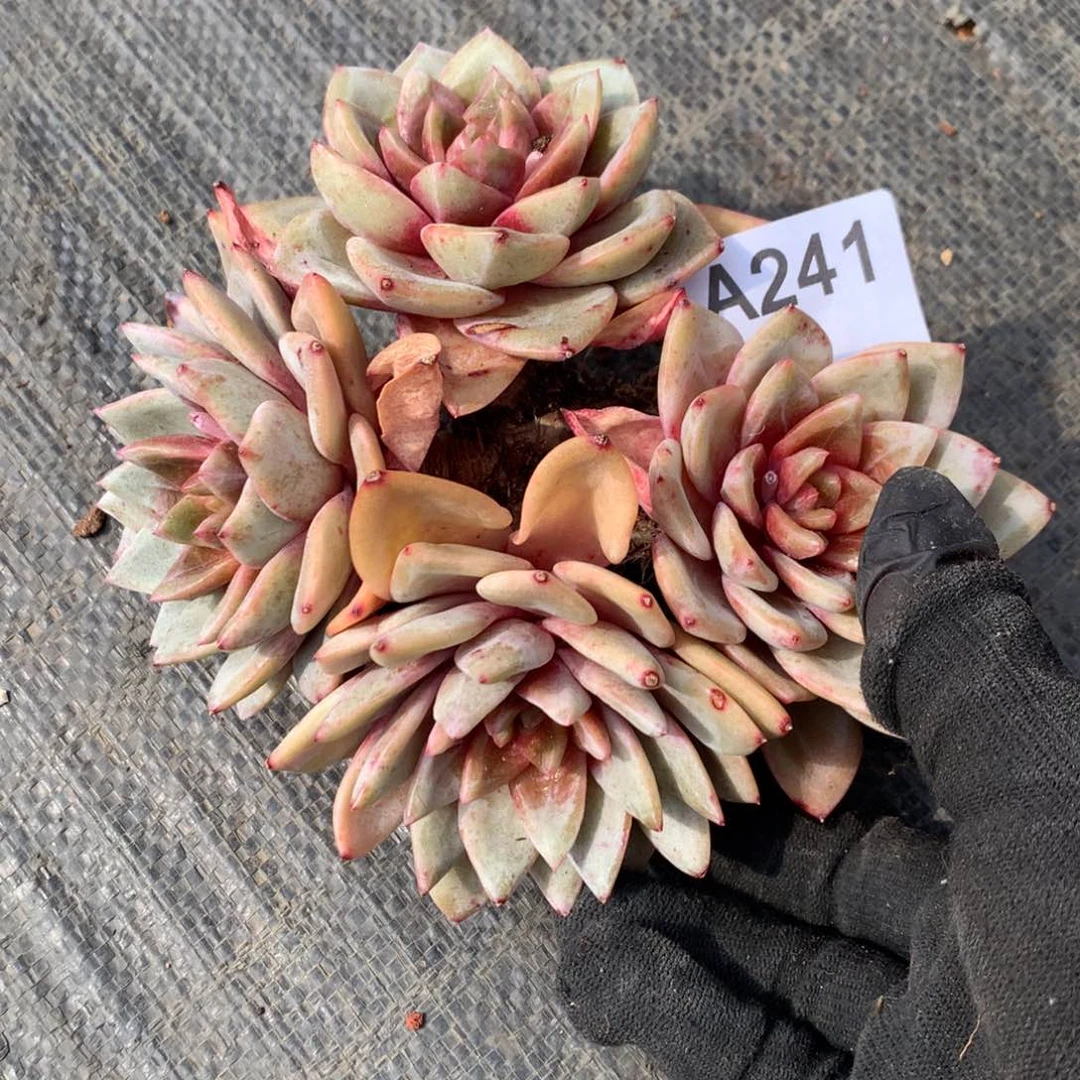 A241 售后范围：签收起7天内，录开箱视频