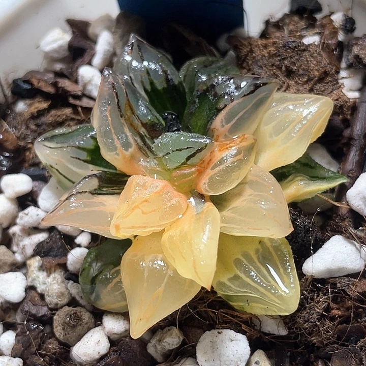 603西瓜寿锦特选福利