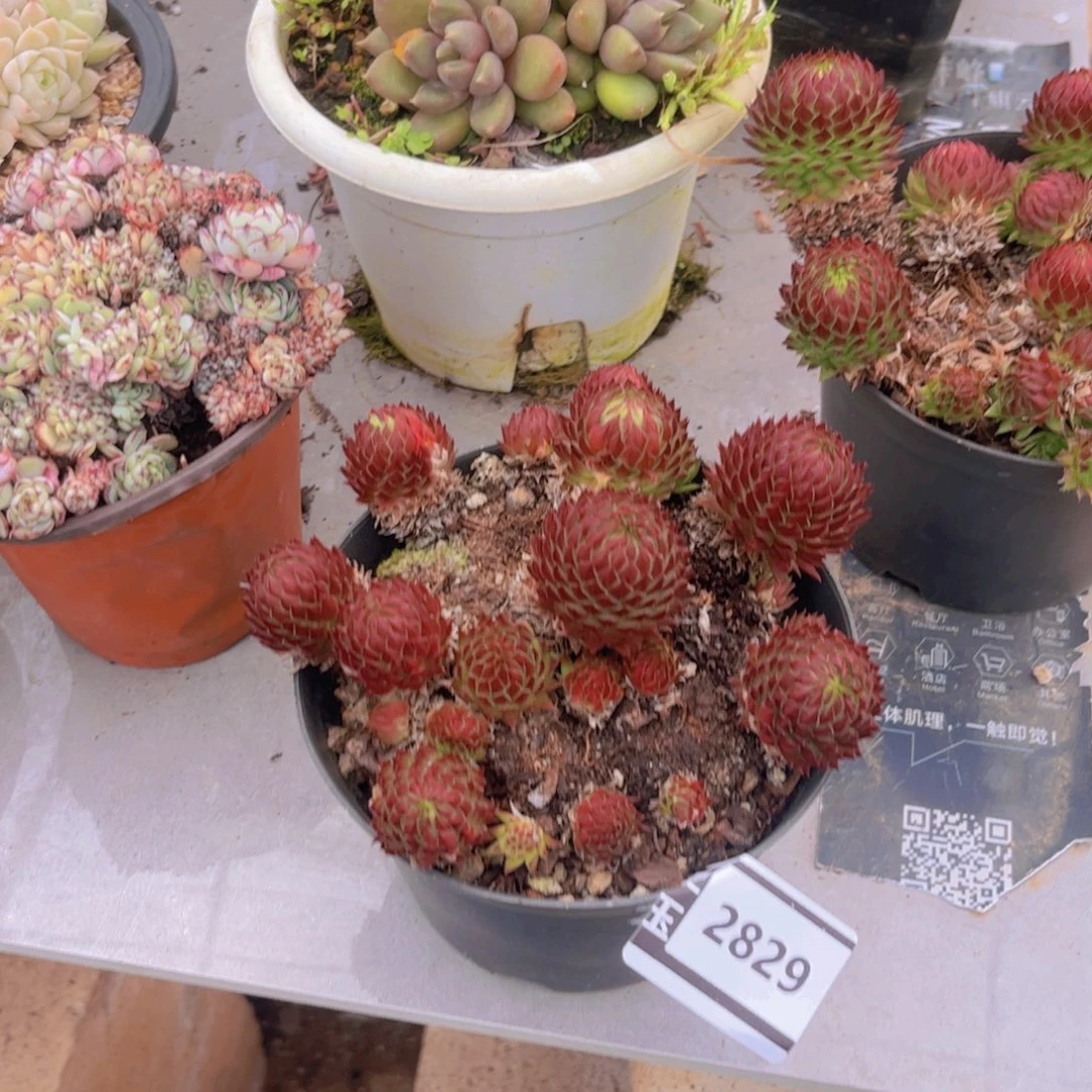 橘子球不包整多肉2829