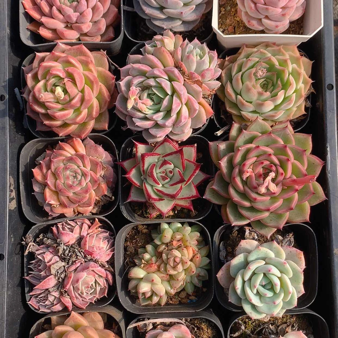 【闪购商品】云2946