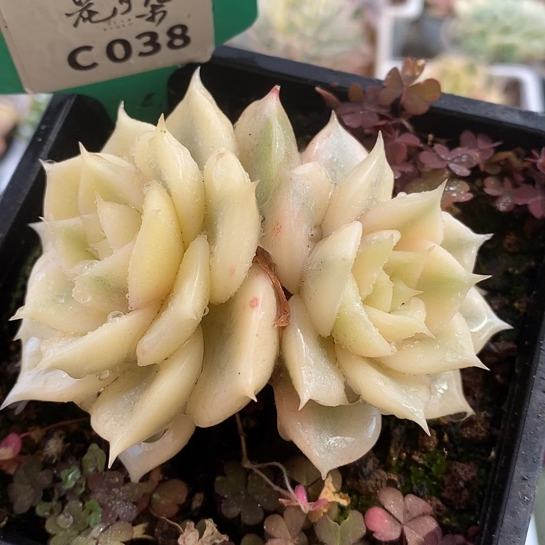 038贝加尔湖哈哈哈哈