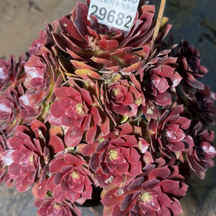 29682南美人多肉植物