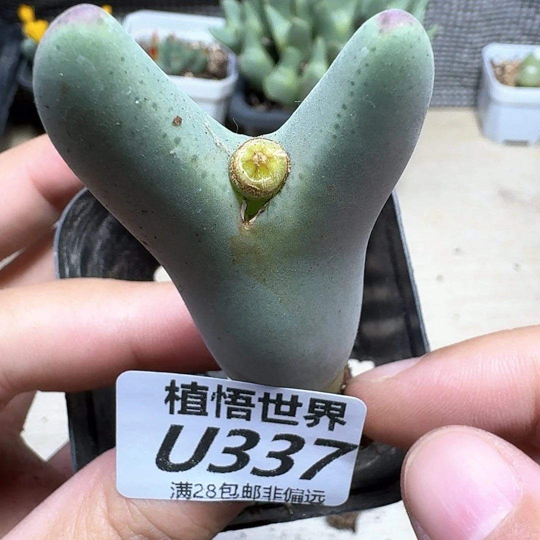 多肉植物的润泽dghn