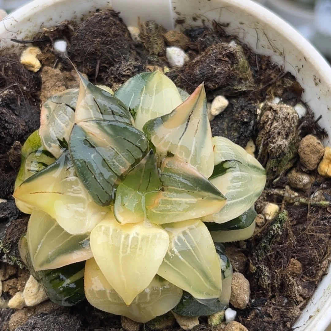 49红纹寿锦（根一般介意勿拍）福利专场