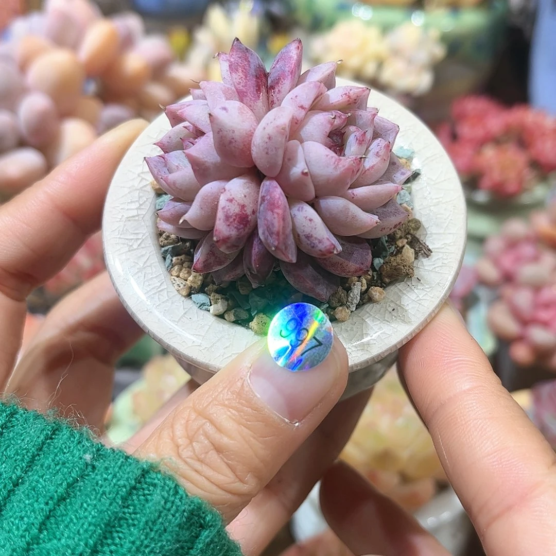 997 多肉含盆含土 30元包邮 除偏远