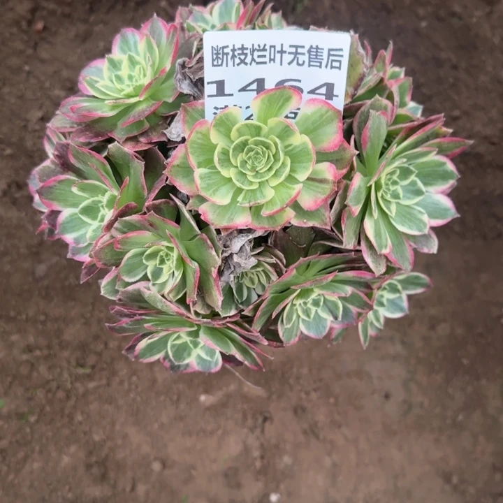 1464二号棚水蜜桃B