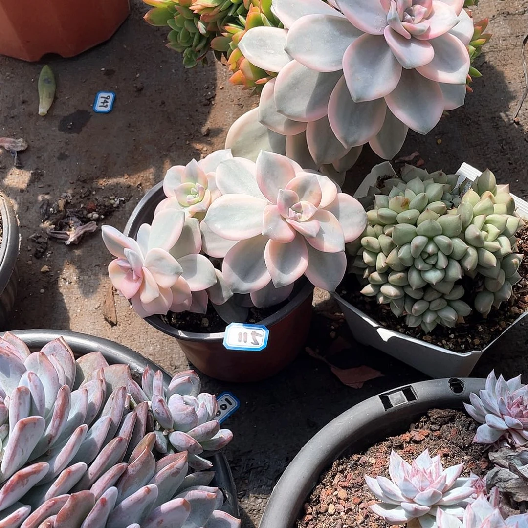 115紫乐锦一物一拍多肉