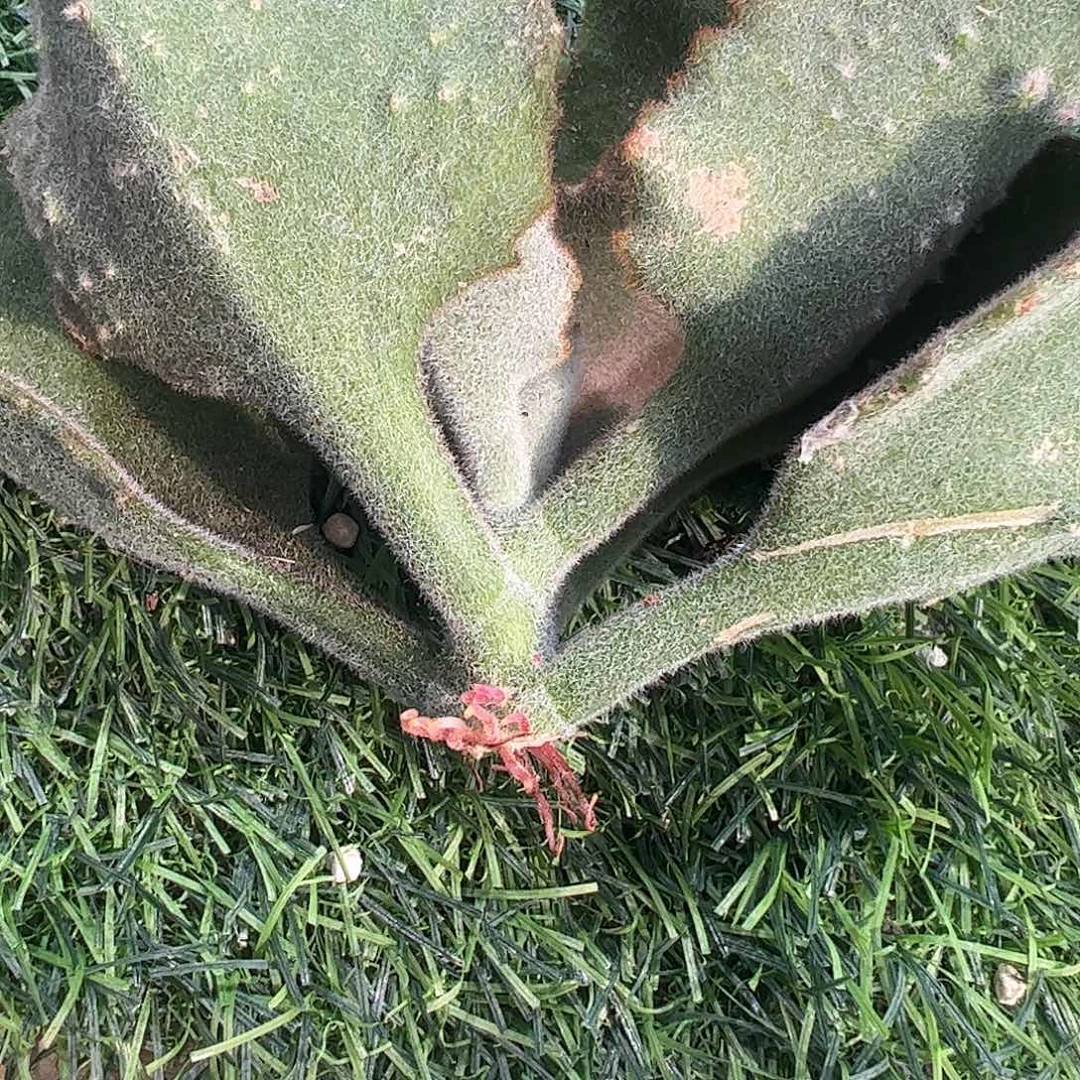 小***儿多肉植物多肉植物
