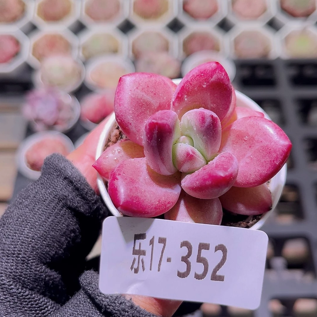 乐然17-352 甜蜜蜜