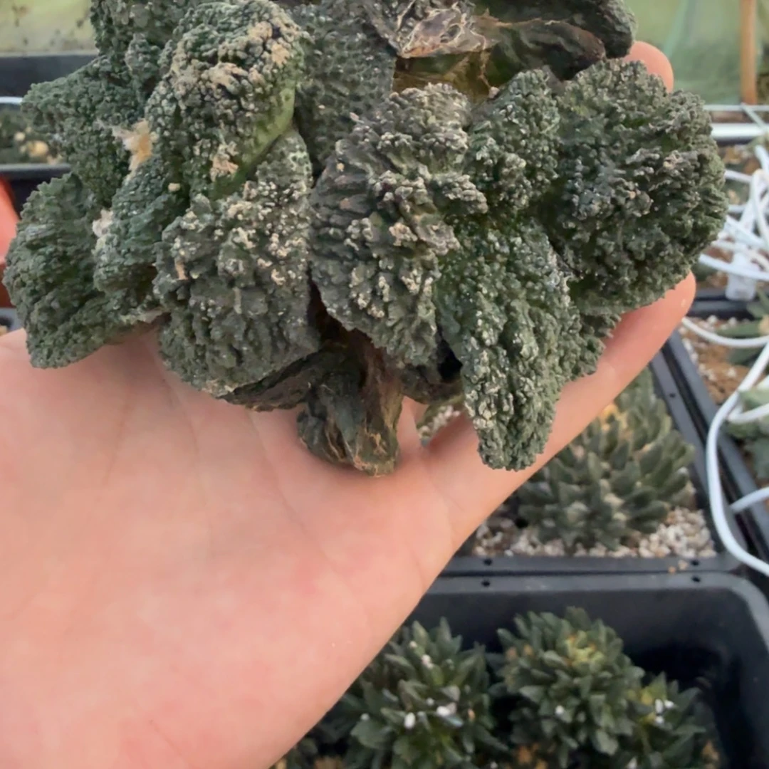 仙人球开花一个福利品有跟