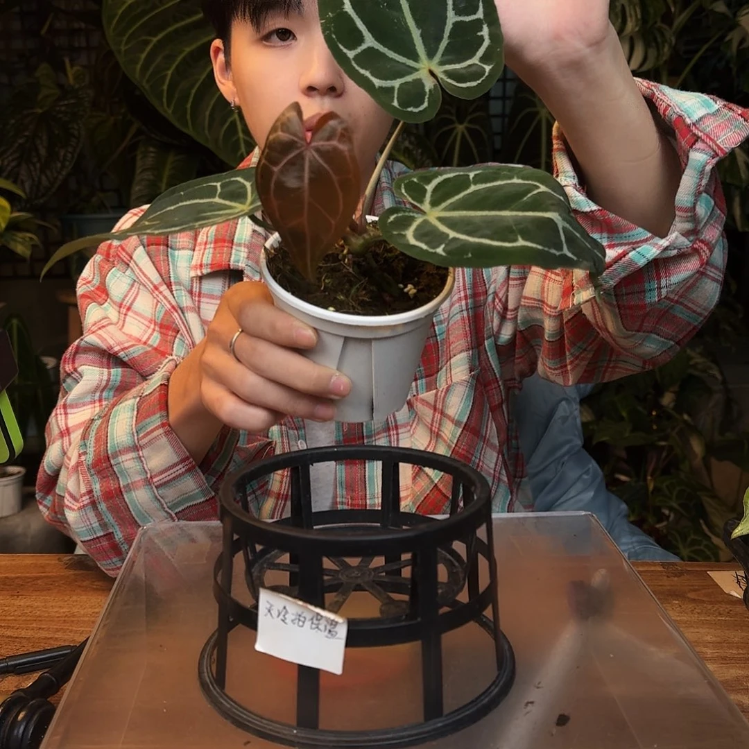 完全开放L51蝴蝶哥伦比亚杂红水晶