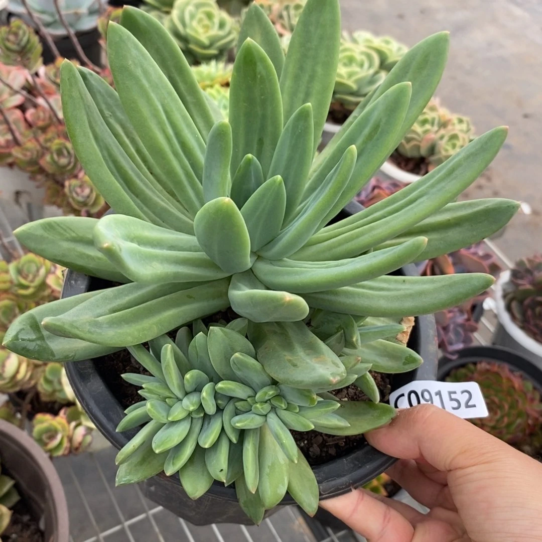 9152海洋之歌缀化一物一拍