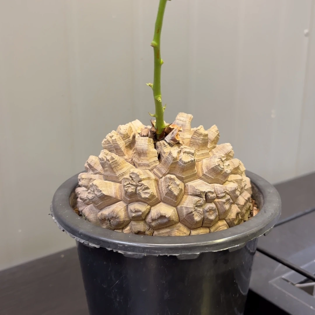 6 号日系南非龟甲龙带盆