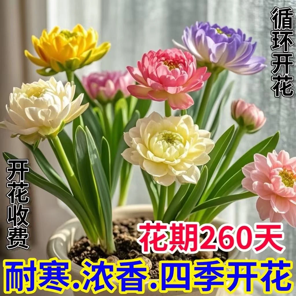 冬天冻不死的花】浓香重瓣耐寒水仙花水培四季开花盆栽室内花种球