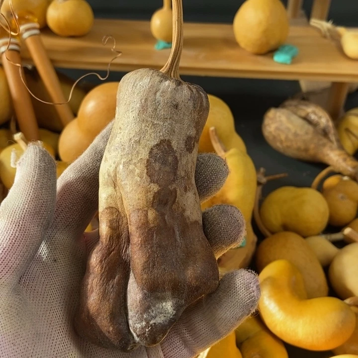 圆**圆葫芦葫芦真的