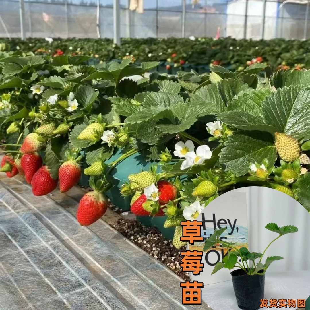 四季结果草莓苗奶油草莓种苗盆栽地栽草莓苗阳台庭院种植
