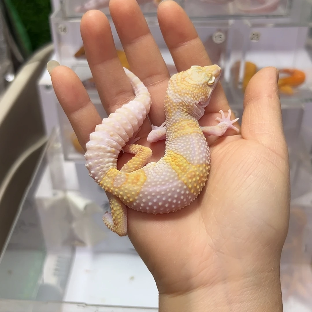 豹纹守宫豹纹守宫