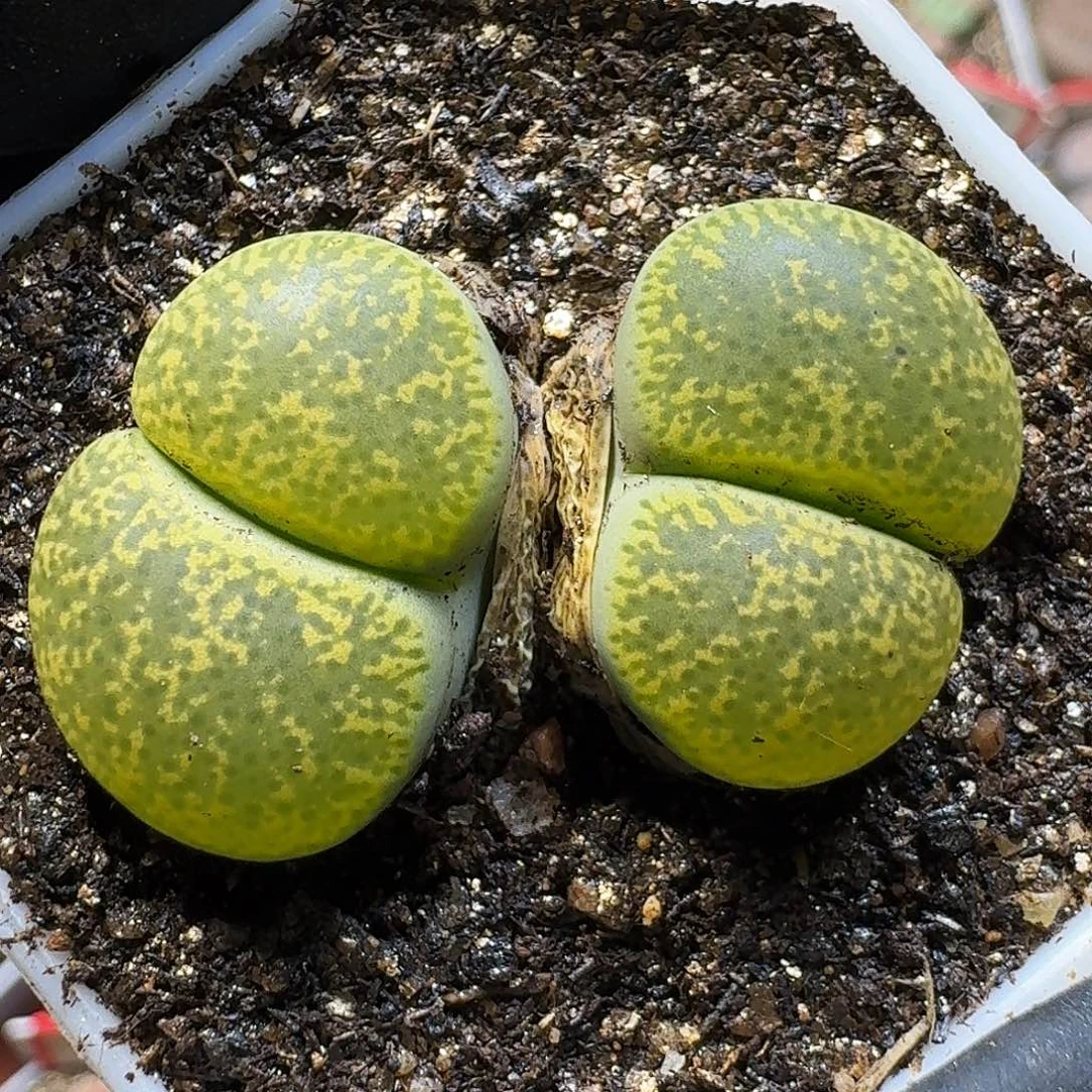 生石花211111。   219