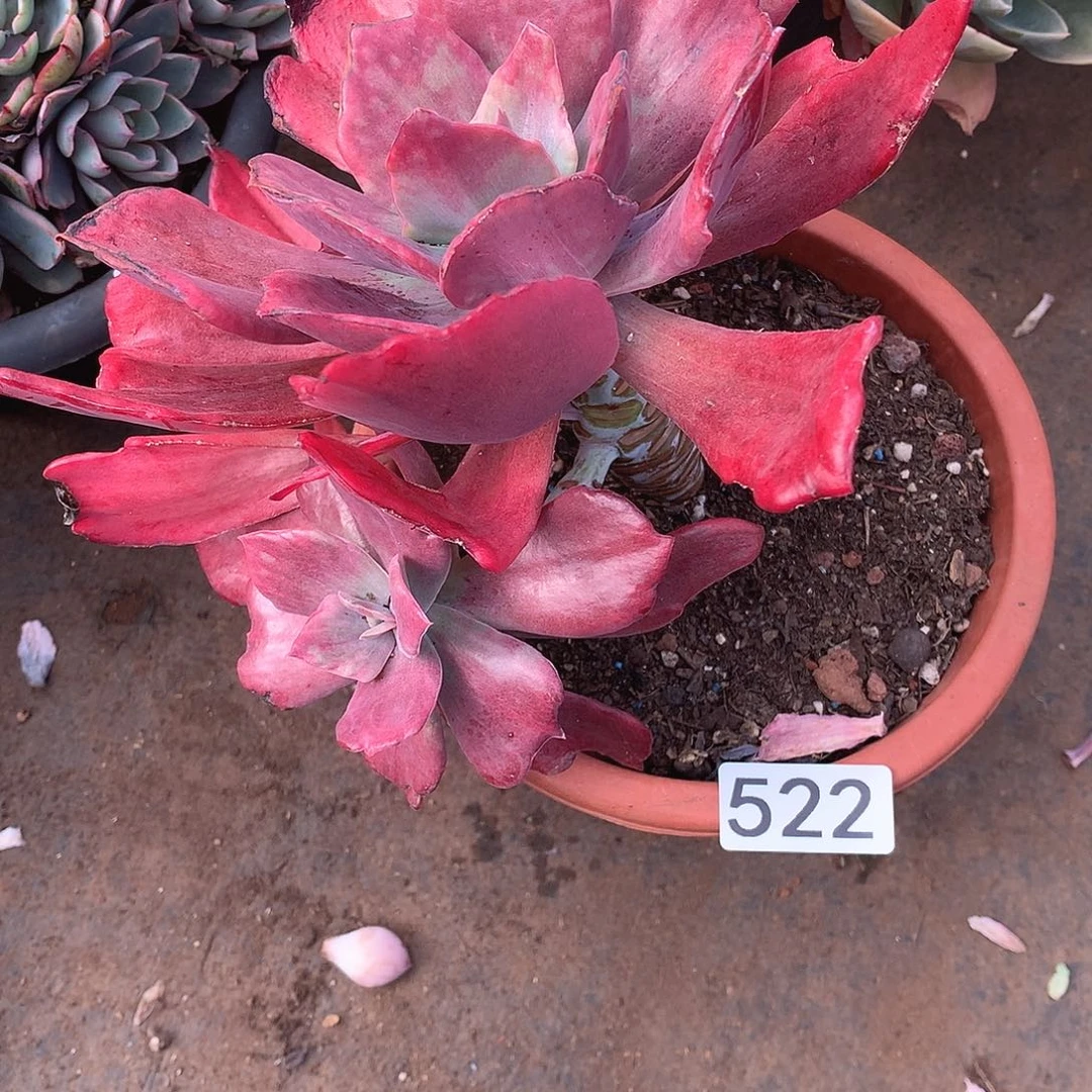 522钻石锦 一物一拍多肉