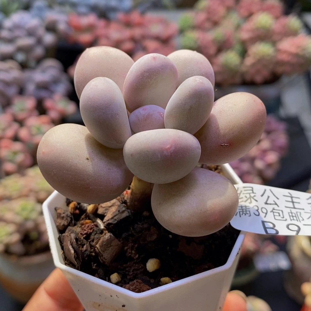 978蛋黄奶5cm多肉植物