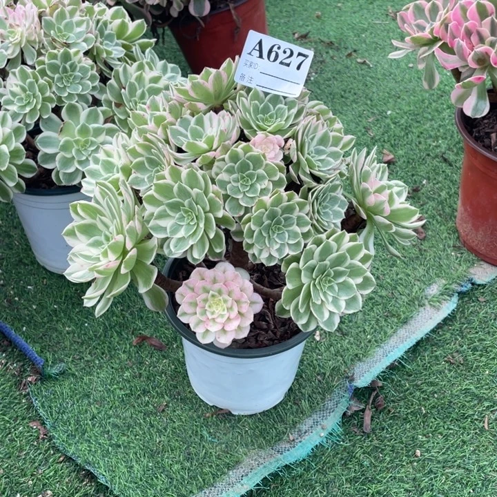 627号精品法师海王